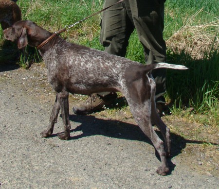Diana z Čimelických strání V,memoriál Richarda Knolla II.C. majitel ing.Jiří Formánek,chovná fena PZ,MFV